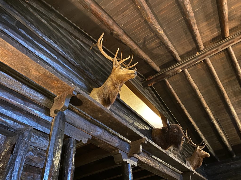 Deer head in el tovar